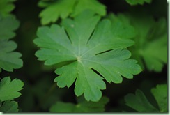Geranium cantabrigiense ´Biokovo´
