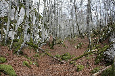 Hayedo de Oriol, belleza mires por donde mires