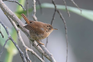 Chochín-común-Troglodytes-troglodytes-