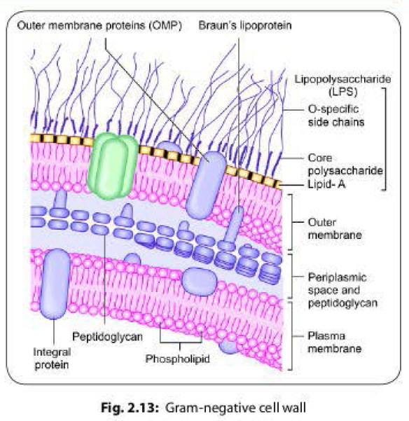 Gram negative cell wall structure