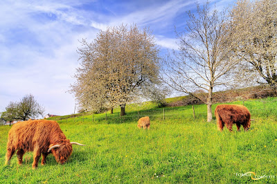 https://www.foragecomplete.com/cover-crops/