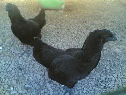 RaRe aVeS: Perbezaan Ayam SELASIH Dan Ayam SUTERA (Silkie)