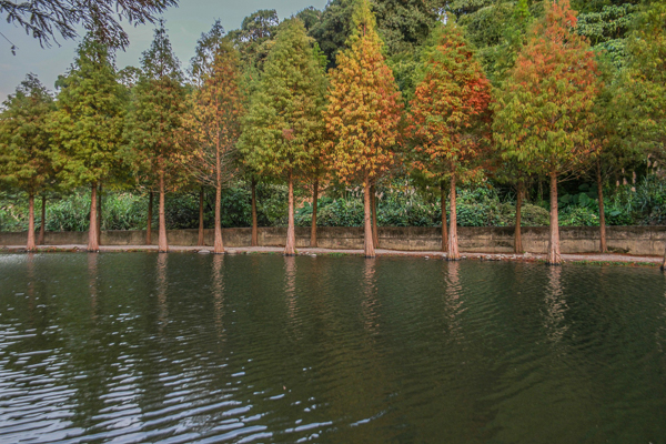 桃園大溪月眉人工濕地生態公園落羽松整排佇立在水池旁拍美麗倒影