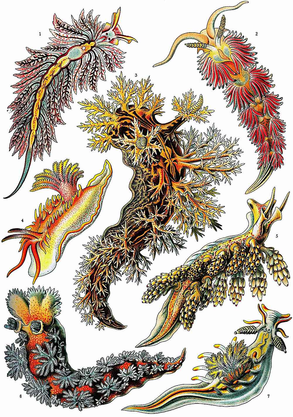 Ernst Haeckel odd sea creatures, a color illustration