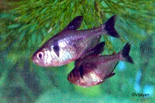 Black phantom tetra fish picture