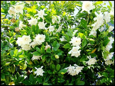 Gardenia1