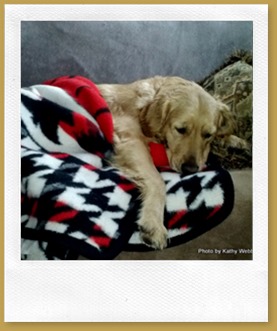 Molly found out that snow is COLD!