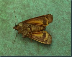 moths_2_colour_adj_crop