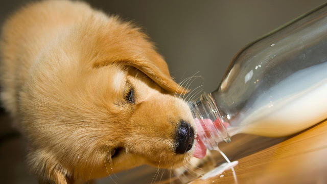 Can Golden Retriever drink Milk