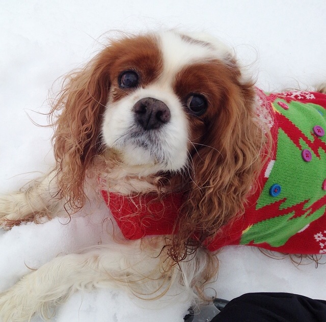 Blenheim Cavalier King Charles Spaniel in red Christmas sweater on snow