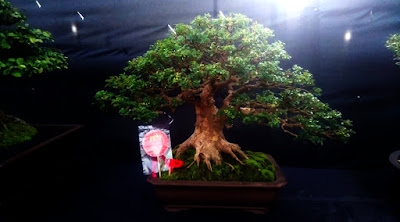 Bonsai Tausi atau Kalimantan