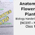 Anatomy of Flowering Plants Class 11 Notes PDF