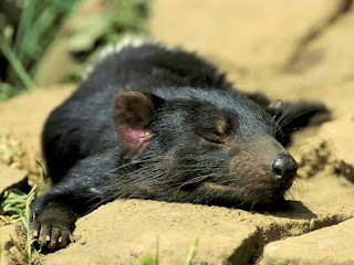 Foto Tasmanian Devils Tidur