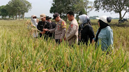 Bhabinkamtibmas Polsek Balongan Monitor Kegiatan Ubinan Bersama Petani dan Dinas Pertanian