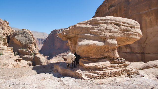 Petra_Guia_Jordania