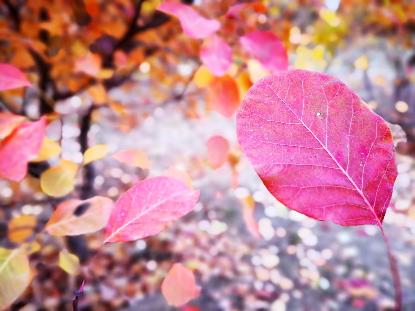 60 colorful leaves photograph pictures, come and see my collection