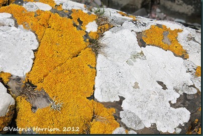 17-lichen