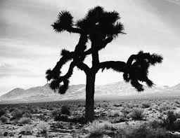 the joshua tree u2