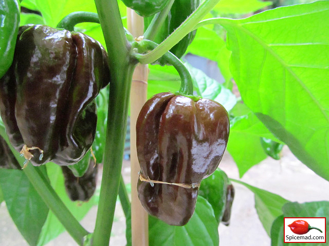 Chocolate Habanero - 14th August 2021