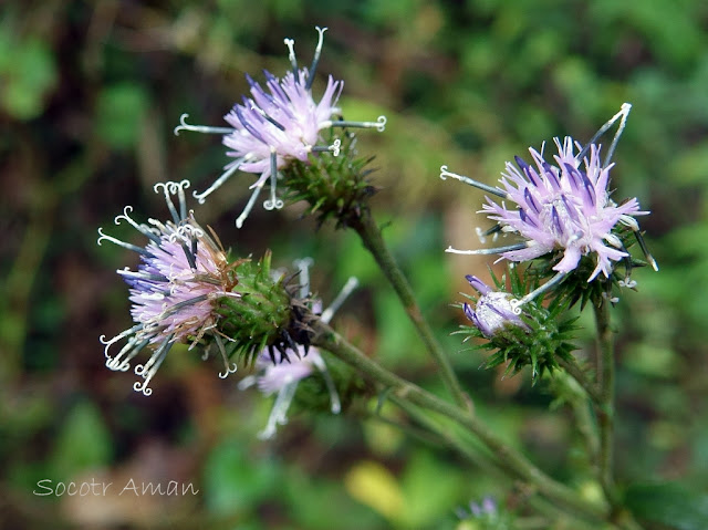 Saussurea sinuatoides