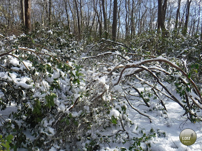 Arbustos congelados cerrando el camino en Tuxedo - MT IVY trail
