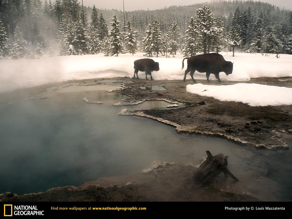 Free High-Definition Wallpapers: Nat Geo Wallpaper Free Download ...