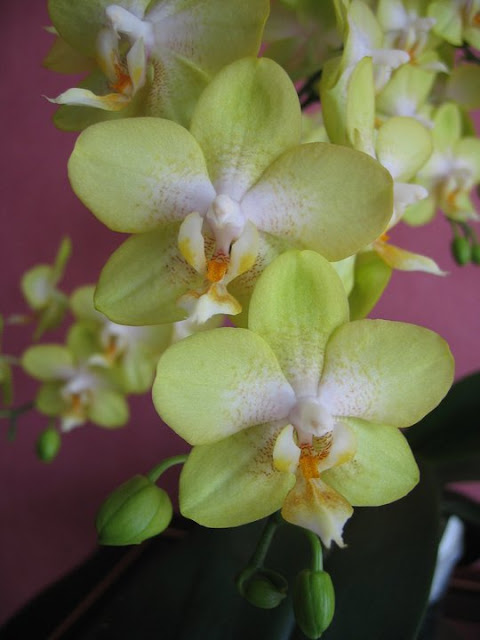 Como Cuidar de Orquídea Phalaenopsis Passo a Passo