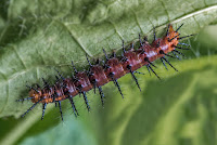 Acraea terpsicore larva