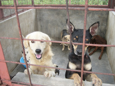 Klang Dog Pound Please Help Animalcare