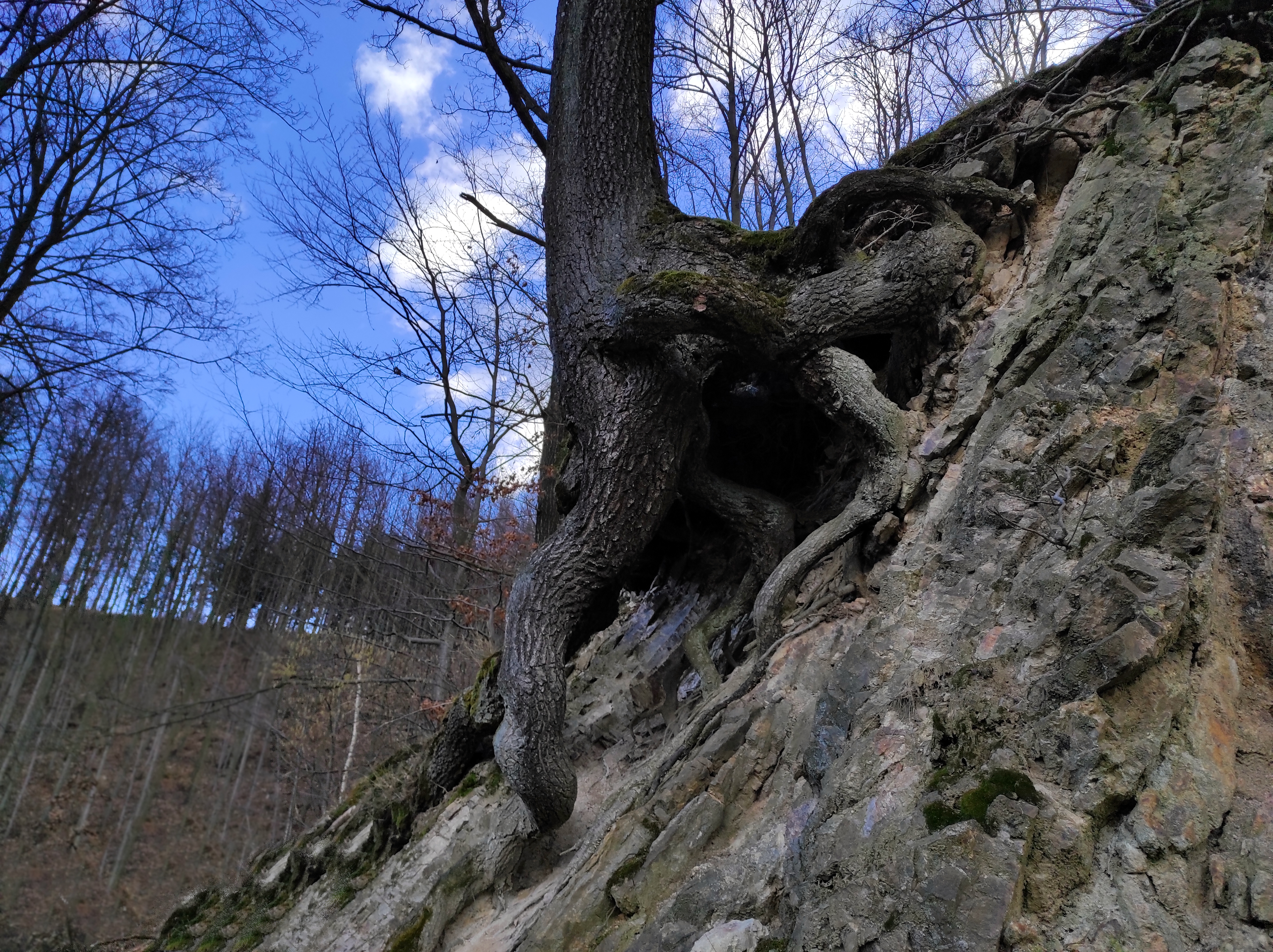 dziwne drzewo góry Bardzkie