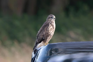 Buzzard DFBridgeman