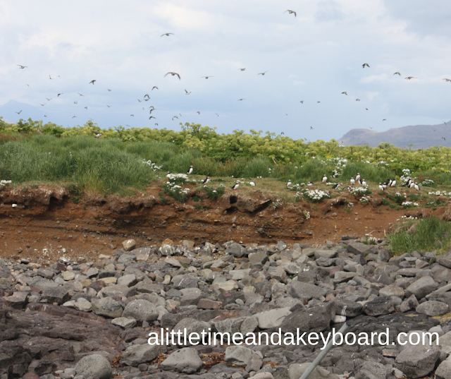 Adorable puffins above the rocky shore in Reykjavik, Iceland