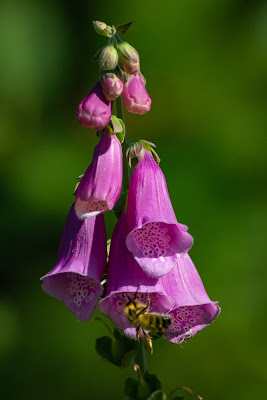 Purple Foxglove, Camp Forever Young