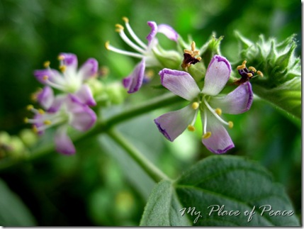 Other Purple Small