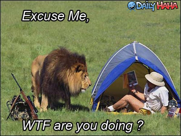 Funny Lions