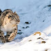 Rare Snow Leopard Encounter: Skiers in Kashmir Meet Face to Face