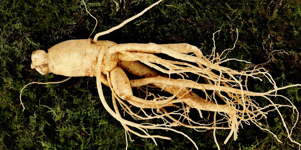 You may not know about ginseng key, benefits and harms of ginseng, what happens when you take ginseng syrup, what happens when you take ginseng capsules ।। newsinfobd.com