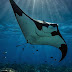 10 Big Marine Animals: Giants of the Ocean