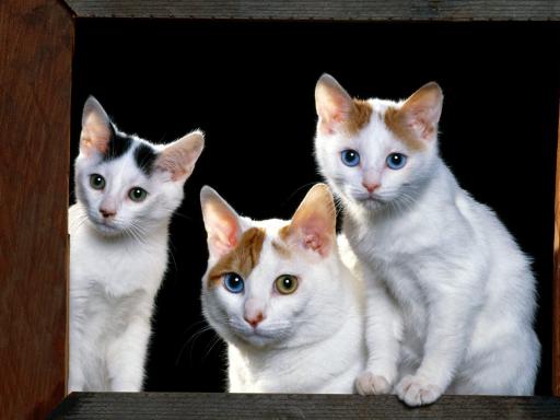 Japanese Bobtail