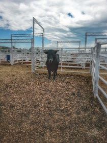 Bull's eyed at The Calgary Stampede