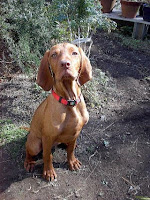 Vizsla Pics