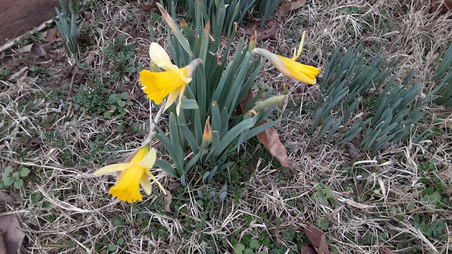 First daffodils of 2024, on February 7.