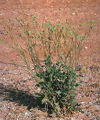 Nicotiana velutina