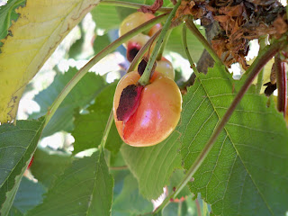 CEREZA DOBLE elhuertoesfacil