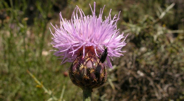 Corologia, plantas y biologia