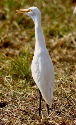 "Cattle Egret - Bubulcus ibis,calling ."