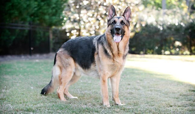 German Shepherd