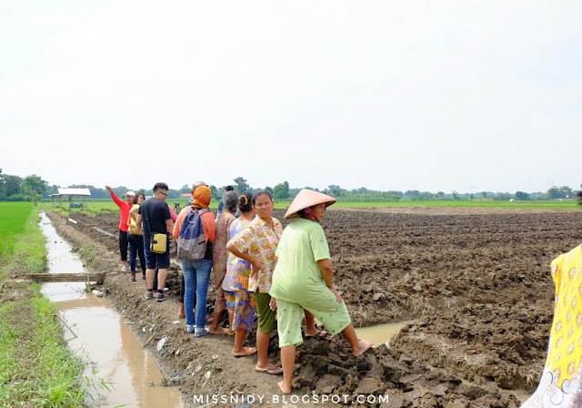 wisata menanam bawang di brebes