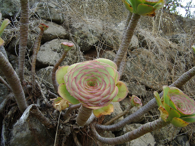 Aeonium undulatum 03