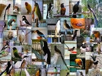 Download Kumpulan suara burung Terlengkap Gratis